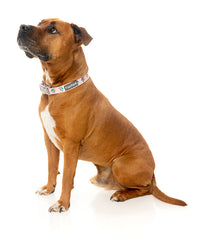 LL Cool Jaw$ Dog Collar - FINAL SALE NO RETURNS OR EXCHANGES