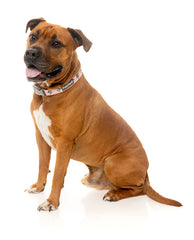 LL Cool Jaw$ Dog Collar - FINAL SALE NO RETURNS OR EXCHANGES