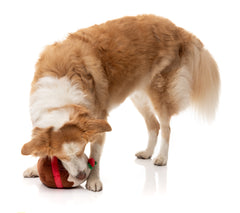 Merry Puddin' - Christmas - Dog Toy