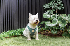 FuzzYard Life Corduroy Step In Harness - Myrtle Green