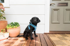 FuzzYard Life Corduroy Step In Harness - French Blue