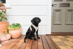 FuzzYard Life Corduroy Step In Harness - Sandstone