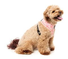 Pink Lemonade - Dog Harness