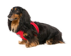 Rebel - Dog Step In Harness