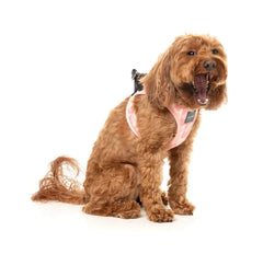 Pink Lemonade - Dog Step In Harness