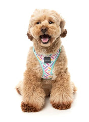 Bubble Gum Burst - Dog Step In Harness