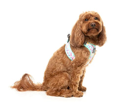 Bubble Gum Burst - Dog Step In Harness