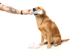 Fetch My Slippers & Paper 2PK - Dog Toy